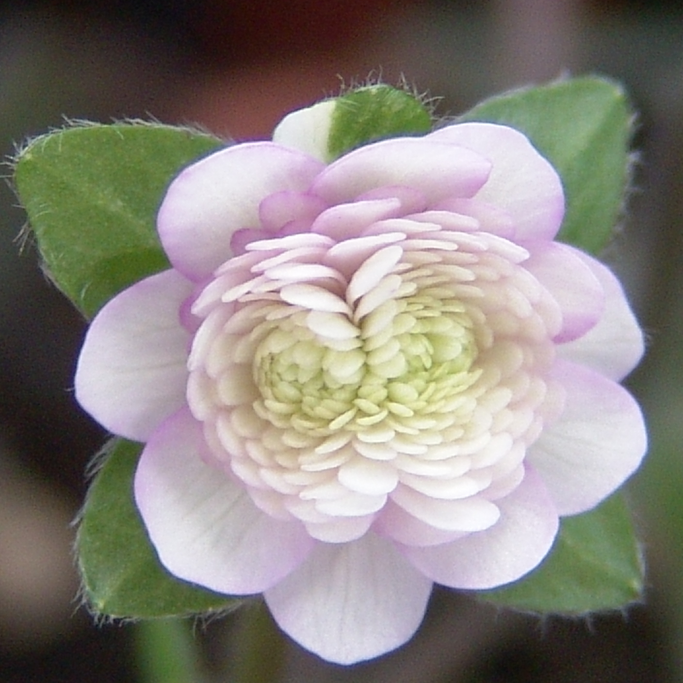 Hepatica japonica var. magna Nagoya