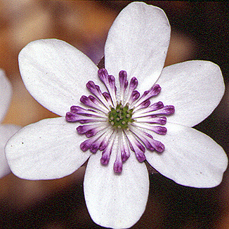Hepatica japonica var. magna Nami no Oto