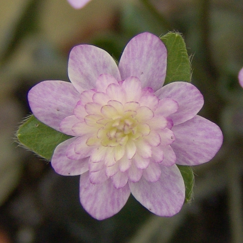 Hepatica japonica var. magna Natsui