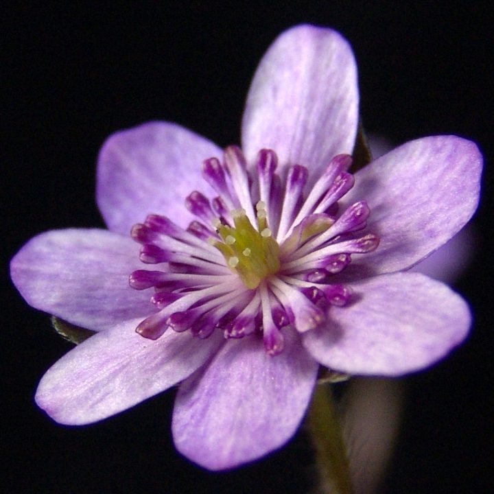 Hepatica japonica var. magna Nishitökyö