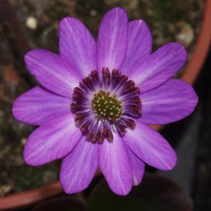 Hepatica japonica var. magna Nobuko