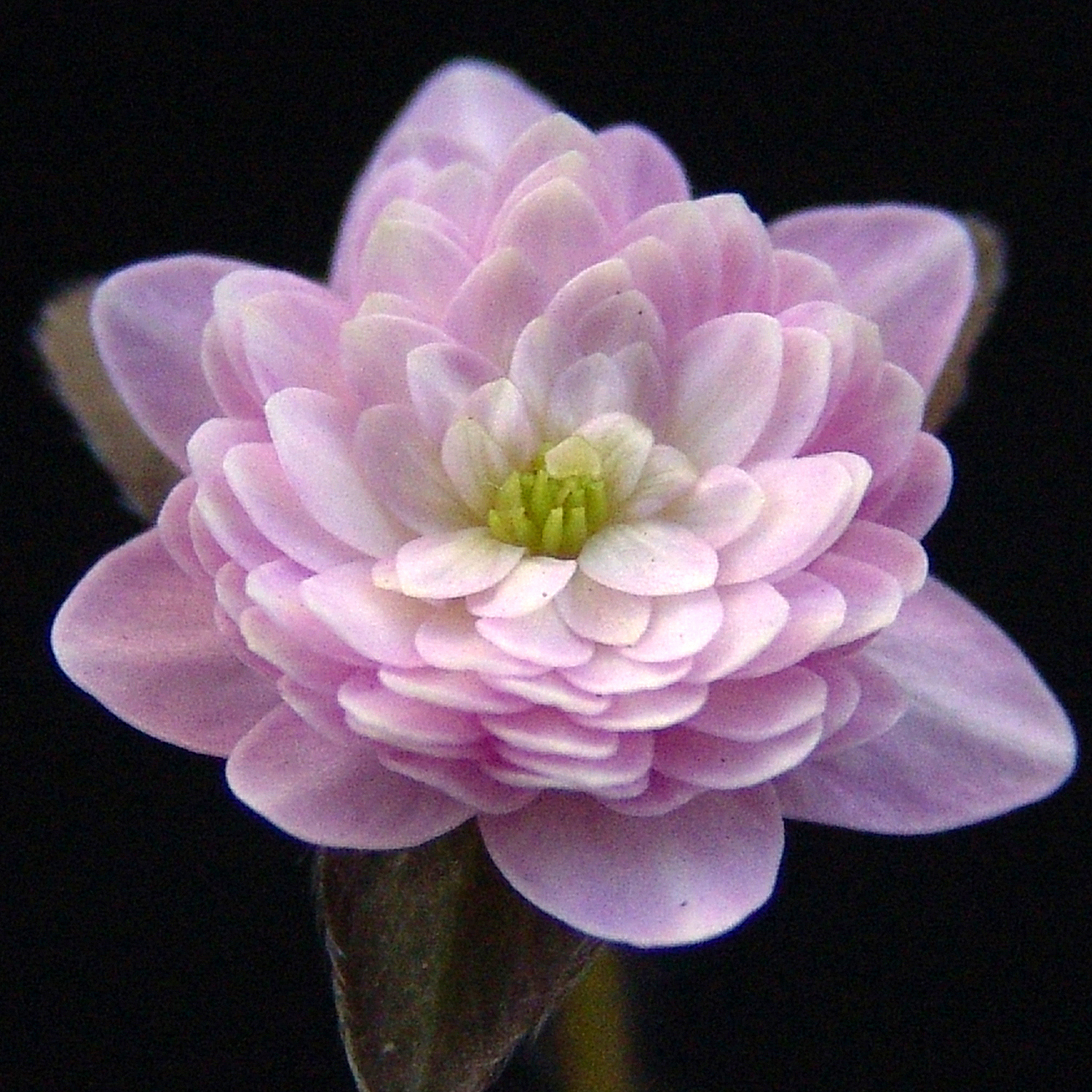 Hepatica japonica var. magna Numazu