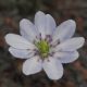 Hepatica japonica var. magna Ogawa