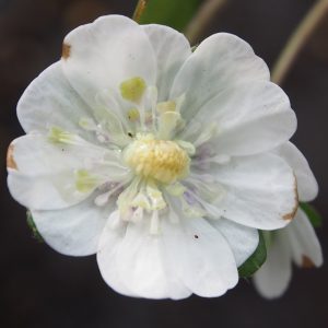 Hepatica japonica var. magna Taiho