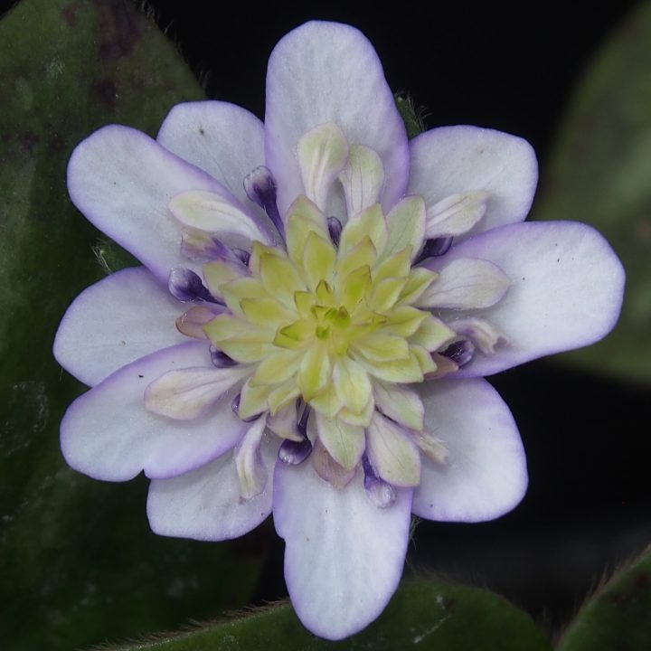 Hepatica japonica var. magna Hikogami