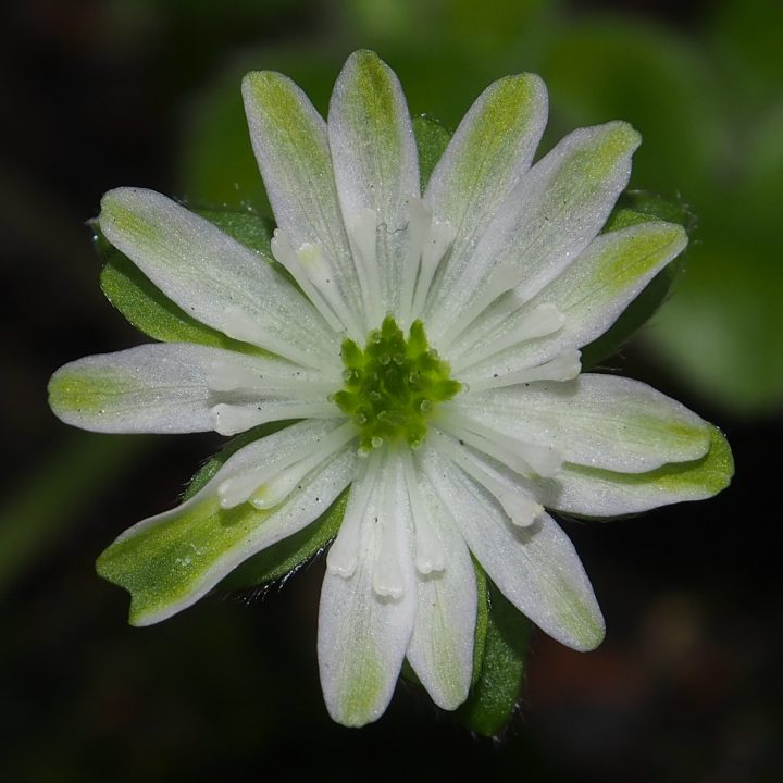 Hepatica japonica var. magna Green Typ I
