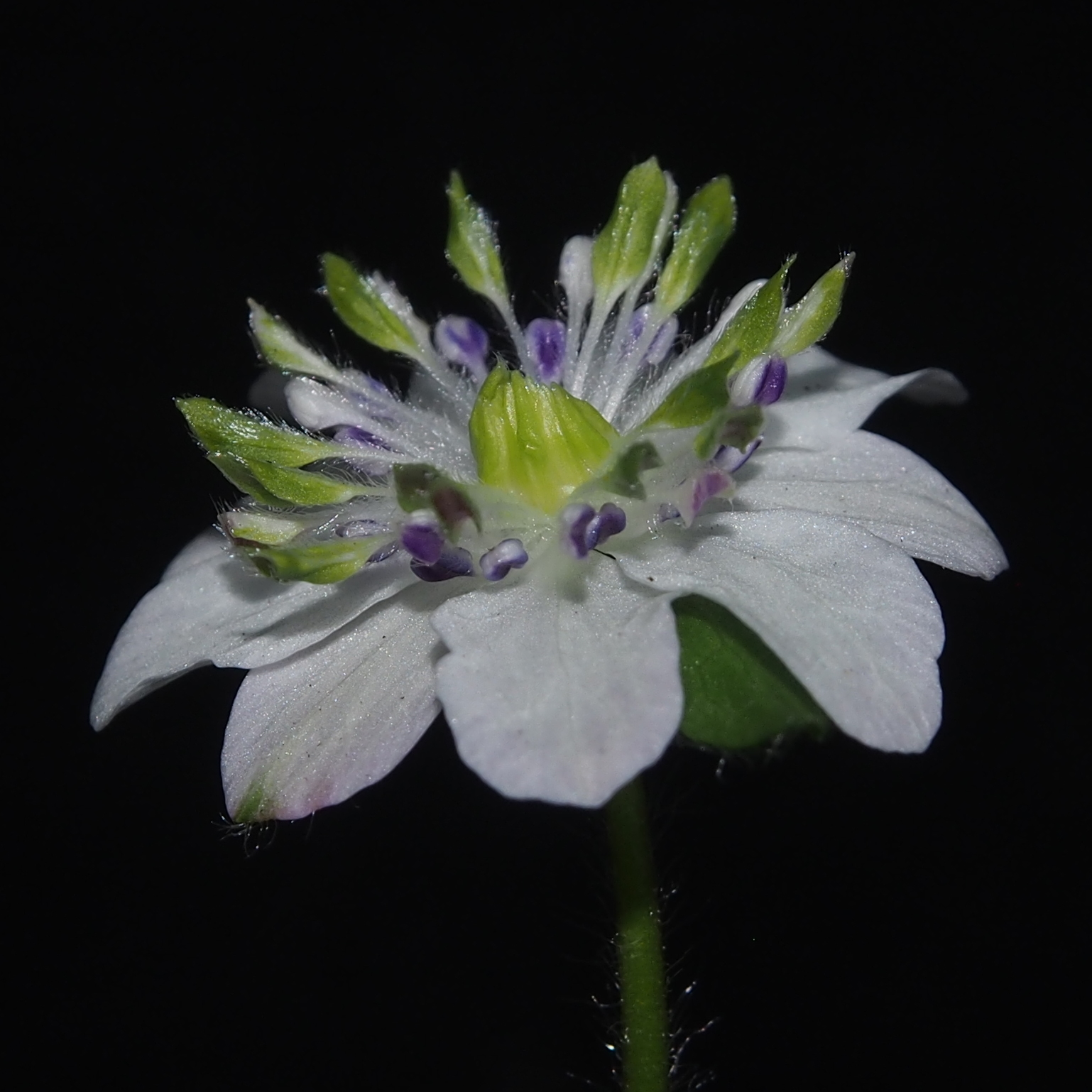 Hepatica japonica var. magna Hougyoku