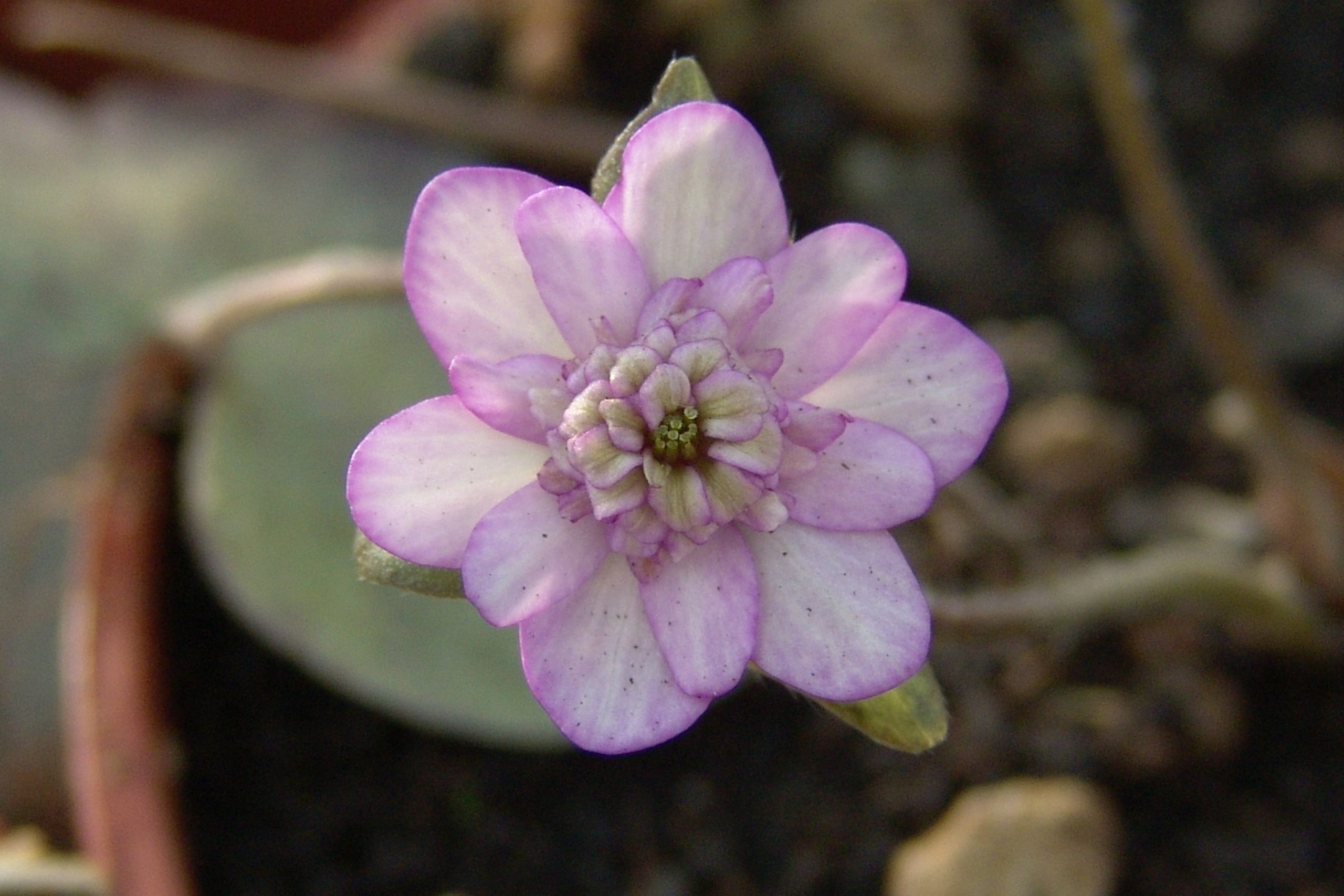 Hepatica japonica var. magna Pink Teigi
