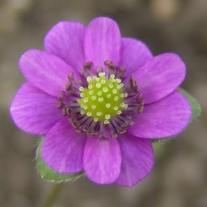 Hepatica japonica var. magna Nasushiobara