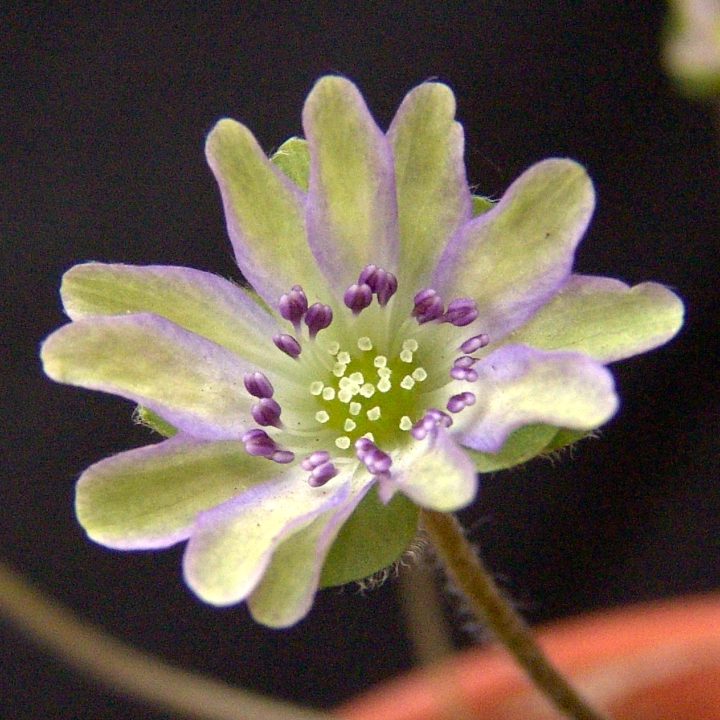 Hepatica japonica var. magna Ryokka