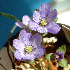 Hepatica japonica var. magna Ryouka