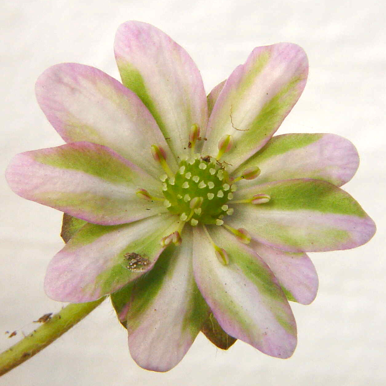 Hepatica japonica var. magna Grünweißchen JP