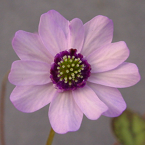 Hepatica japonica var. magna Heiwa I