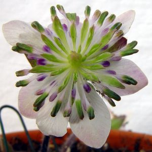 Hepatica japonica var. magna Kasuga