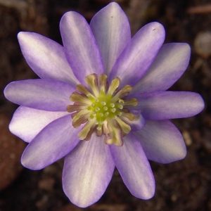 Hepatica japonica var. magna Kenryuu