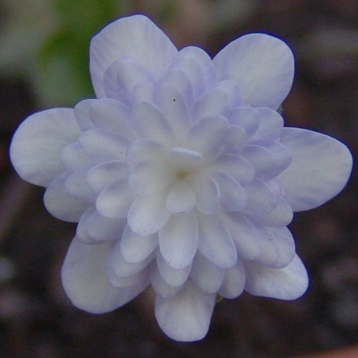 Hepatica japonica var. magna Matsukaze