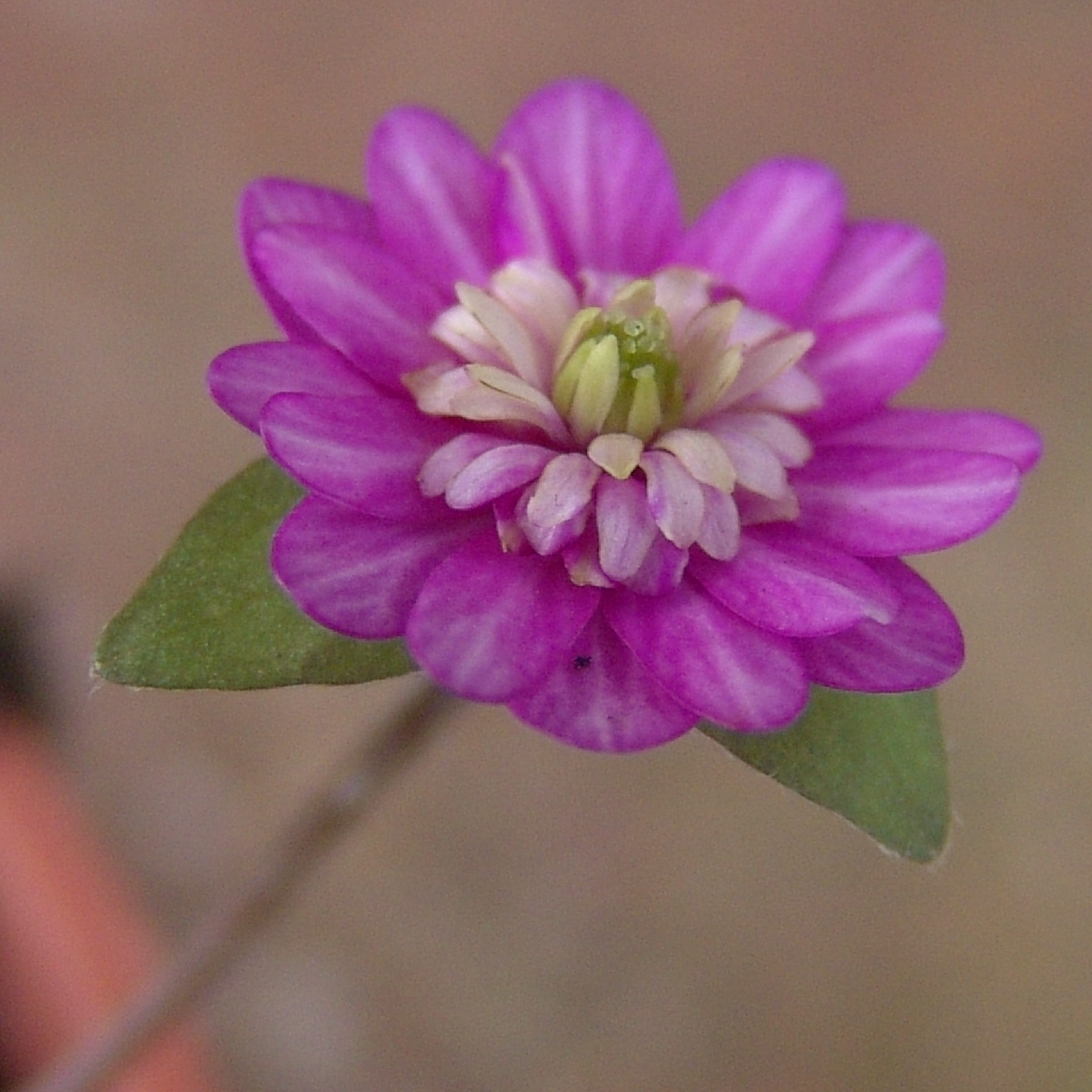 Hepatica japonica var. magna Hirishima