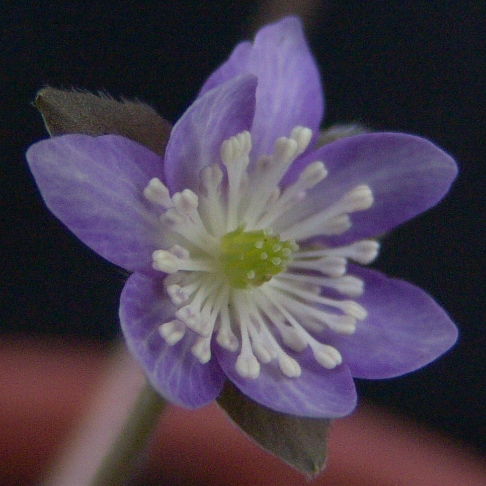 Hepatica japonica var. magna Murasaki Nidan