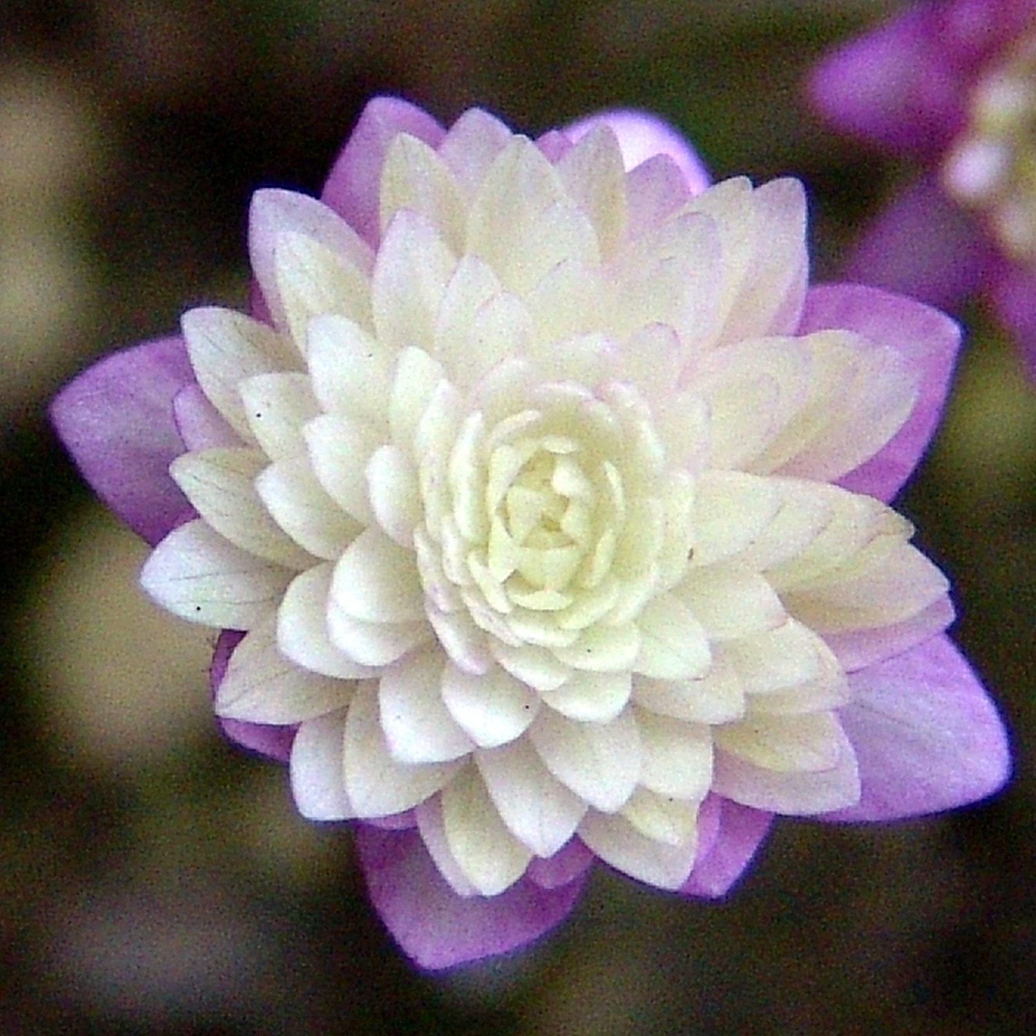 Hepatica japonica var. magna Nagareyama