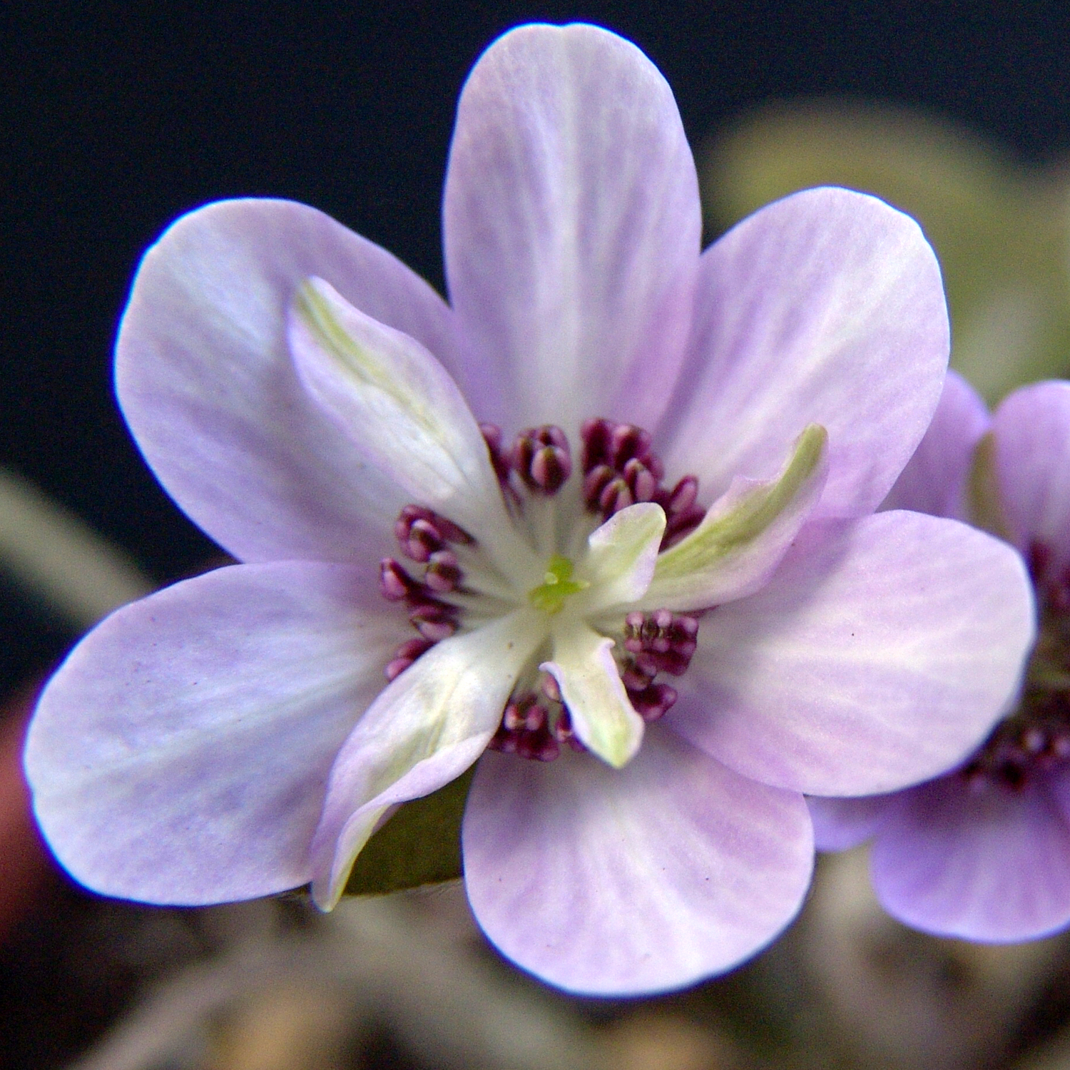 Hepatica japonica var. magna Noda