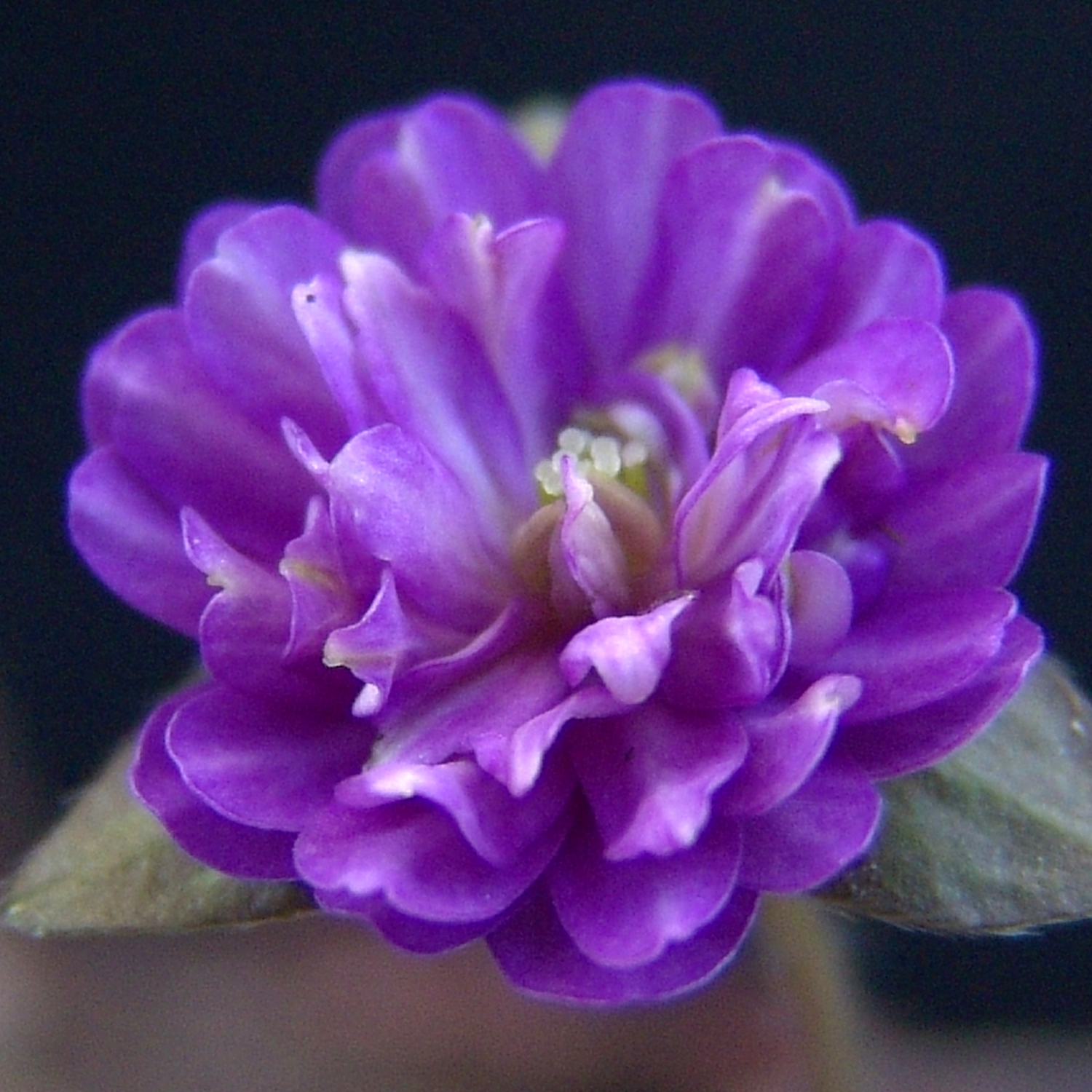 Hepatica japonica var. magna Narashino