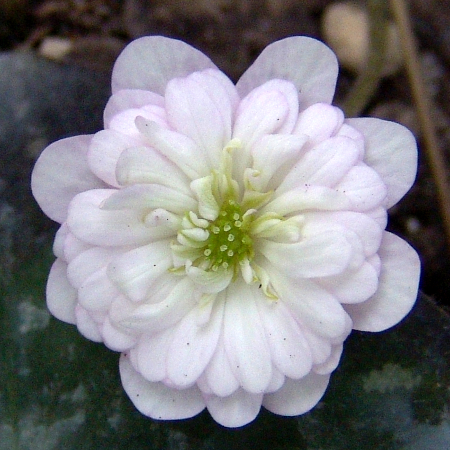 Hepatica japonica var. magna Obihiro