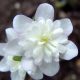 Hepatica japonica var. magna Koshi no siraume