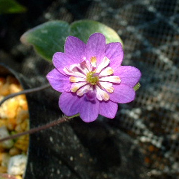 Hepatica japonica var. magna Takemikazuchi