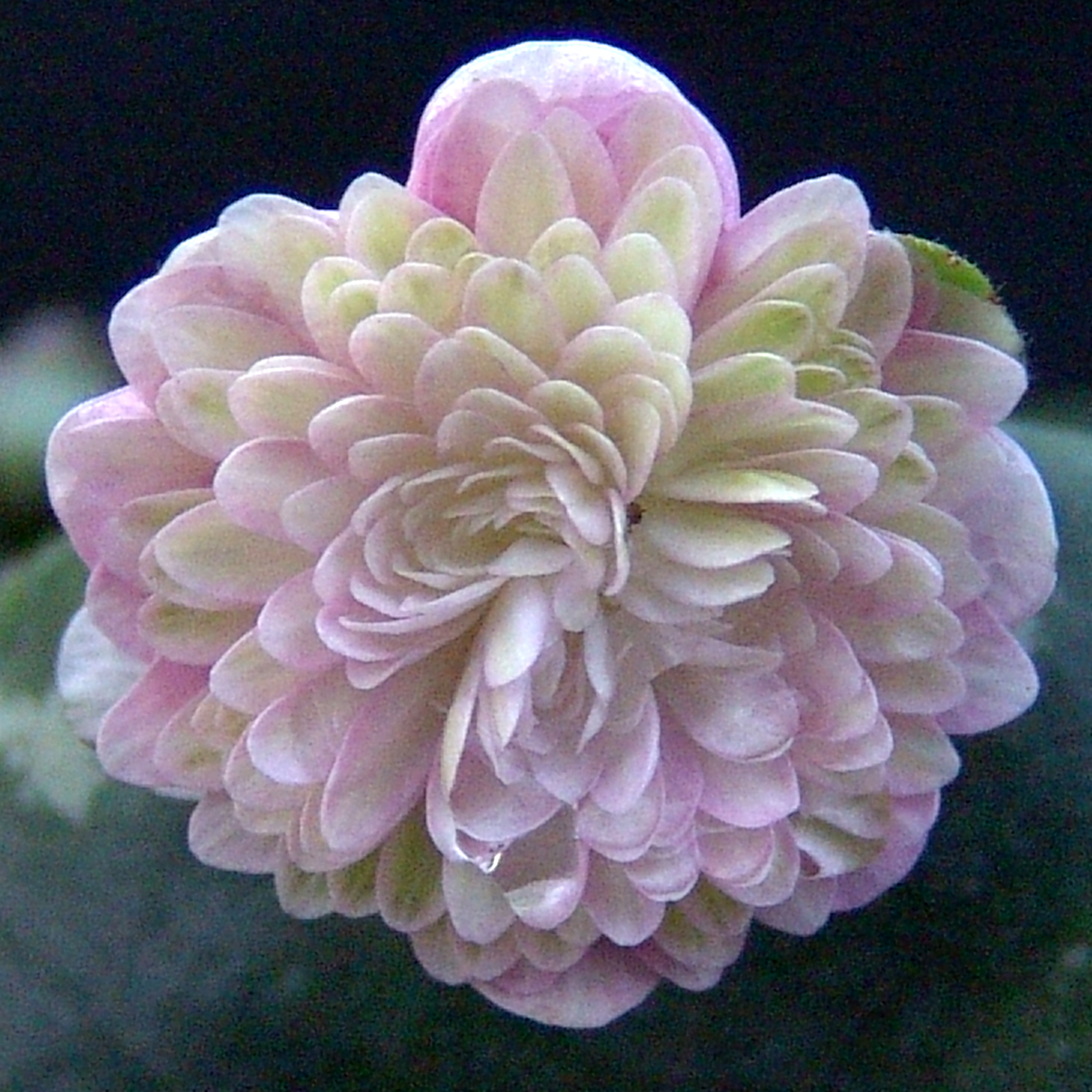 Hepatica japonica var. magna Yamoto
