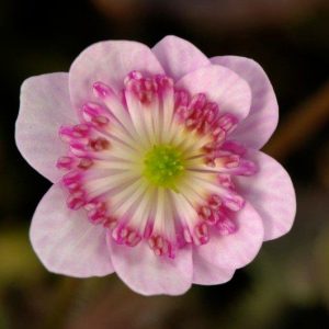 Hepatica japonica var. magna Kouen