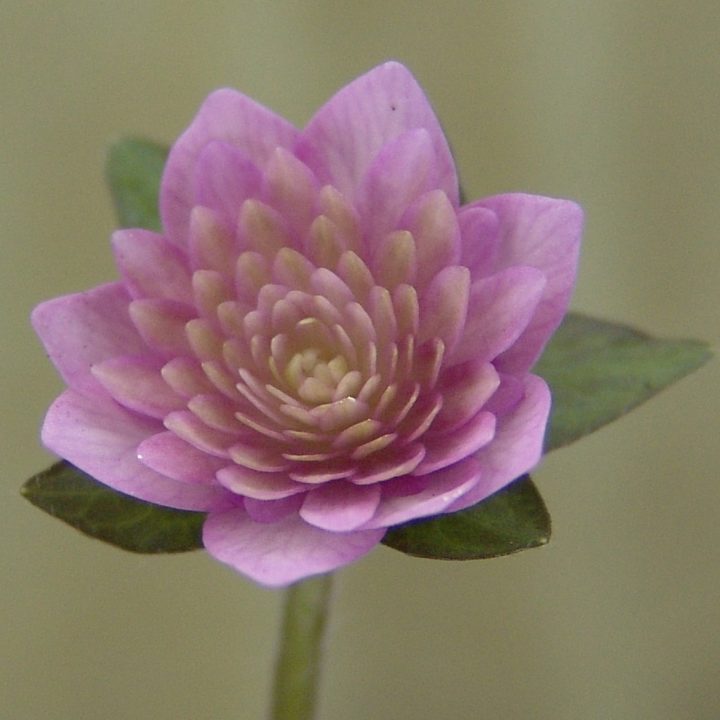 Hepatica japonica var. magna Wakamatsu JP