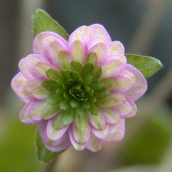 Hepatica japonica var. magna Chiyono-Kotobuki