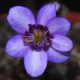 Hepatica japonica var. magna Ayaka JP