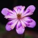 Hepatica japonica var. magna Asahizuru II