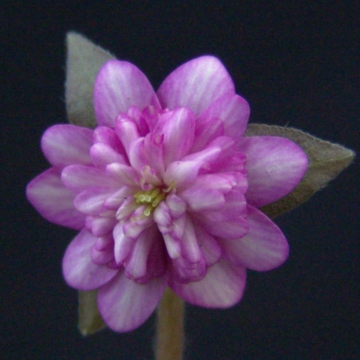Hepatica japonica var. magna Amaterasu JP