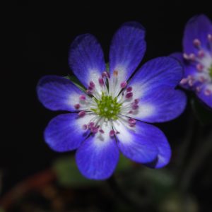 Hepatica japonica var. magna Aimi JP