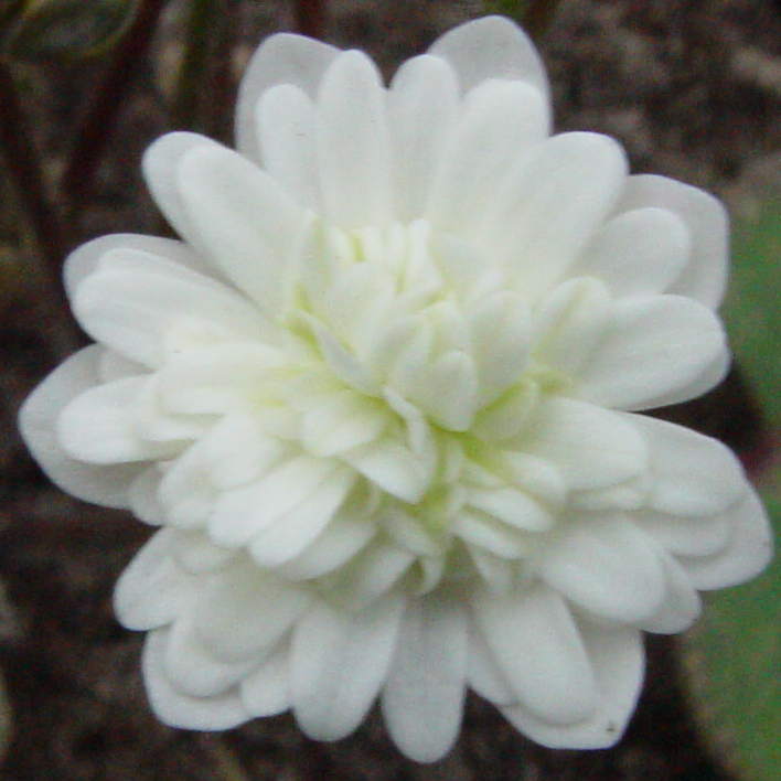 Hepatica japonica var. magna Alba Plena Typ 9