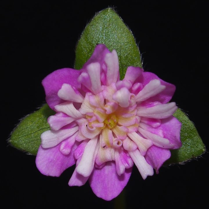 Hepatica japonica var. magna Andon GP