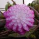 Hepatica japonica var. magna Anjyu