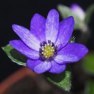 Hepatica japonica var. magna Ao to shiro no sora JP