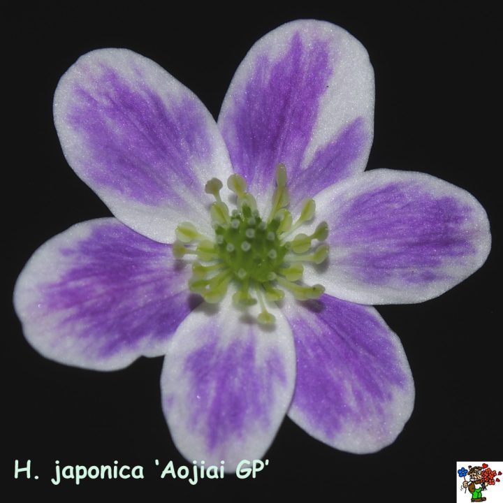 Hepatica japonica var. magna Aojioi GP