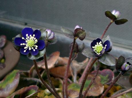 Hepatica japonica var. magna Aozora
