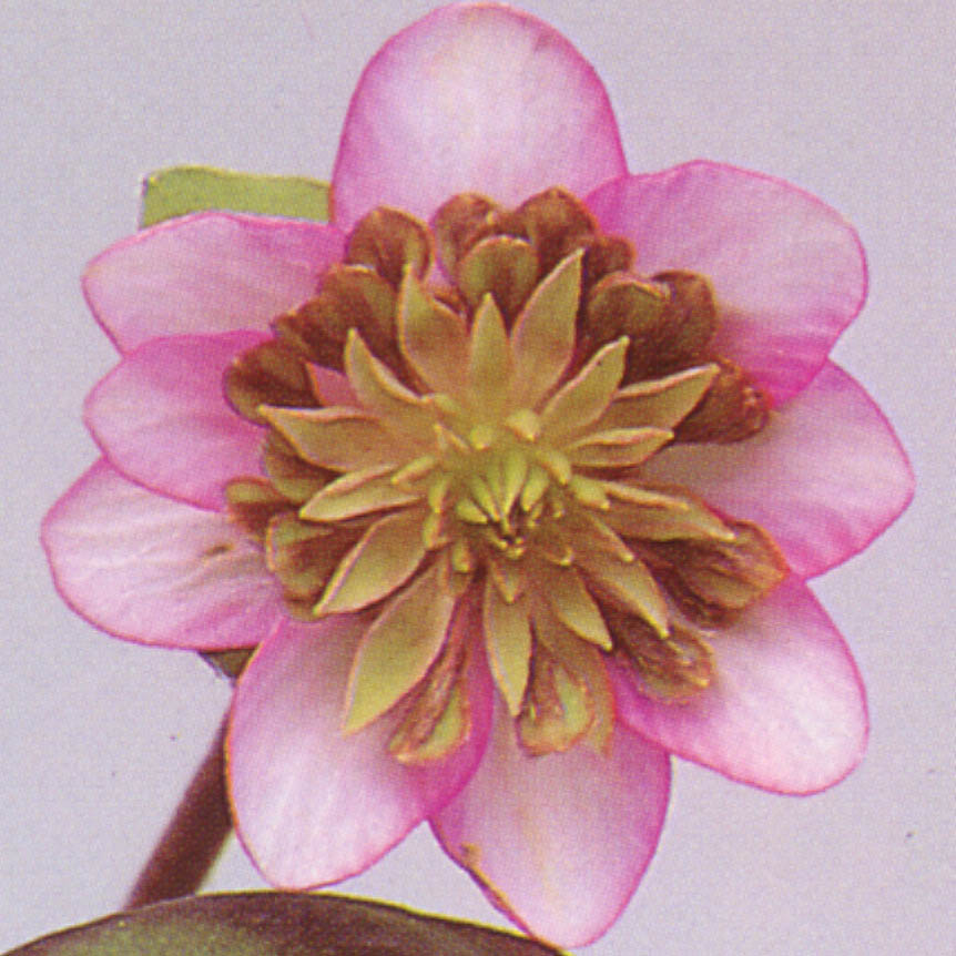 Hepatica japonica var. magna Asahi Sandan