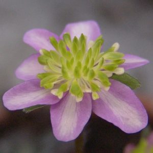 Hepatica japonica var. magna Asahi Karako