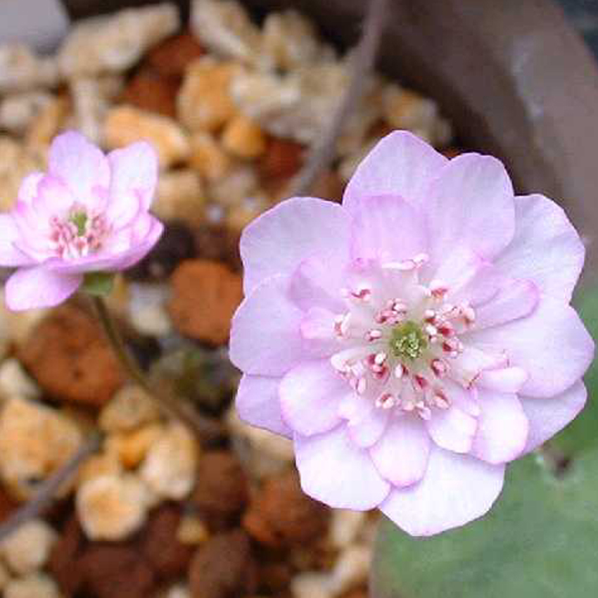 Hepatica japonica var. magna Ayahime self