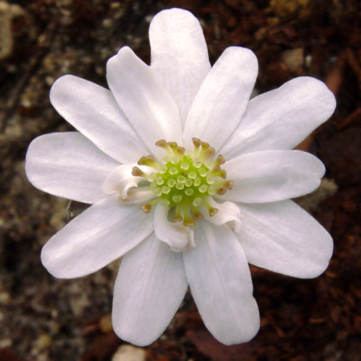 Hepatica japonica var. magna Benten JP