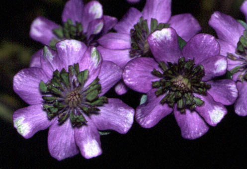 Hepatica japonica var. magna Blaugrünchen