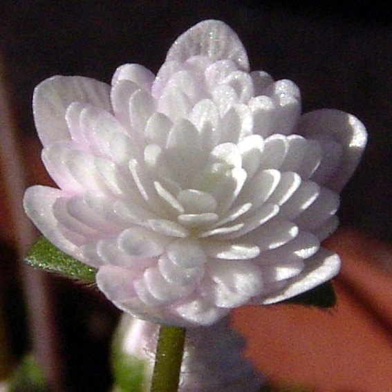 Hepatica japonica var. magna Alba-Rosea Plena