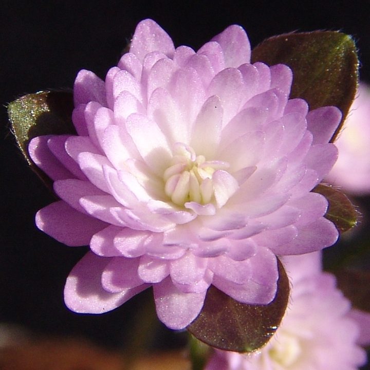 Hepatica japonica var. magna Beppu JP