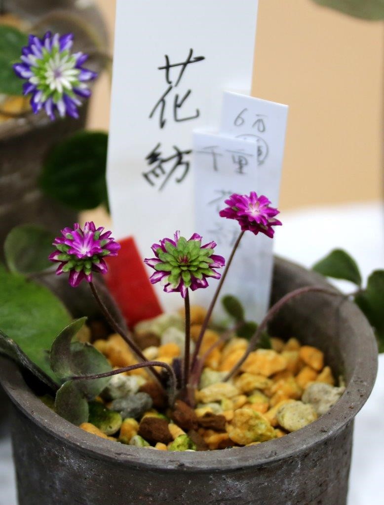 Hepatica japonica var. magna Hana Tsumugi